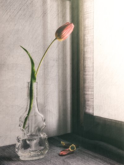 Tulipa Rosa Delicada de Cristiano Giani