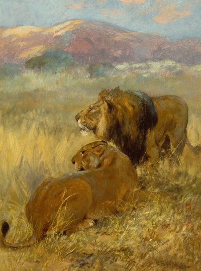 Um leão e uma leoa a protegerem o seu território (óleo sobre tábua) de Cuthbert Edmund Swan