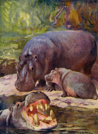 No Zoológico: Hipopótamo (lito colorido) de Cuthbert Edmund Swan