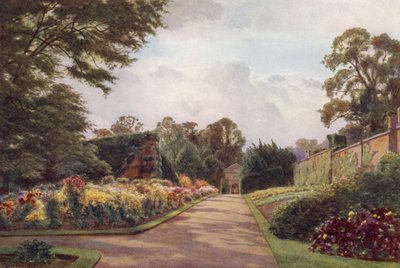 Crisântemo precoce, Claremont (cor litho) de Cyril Ward
