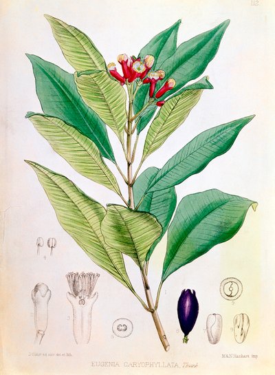 Cravo, botão de flor de Syzygium aromaticum Eugenia carophyllata de D Blair