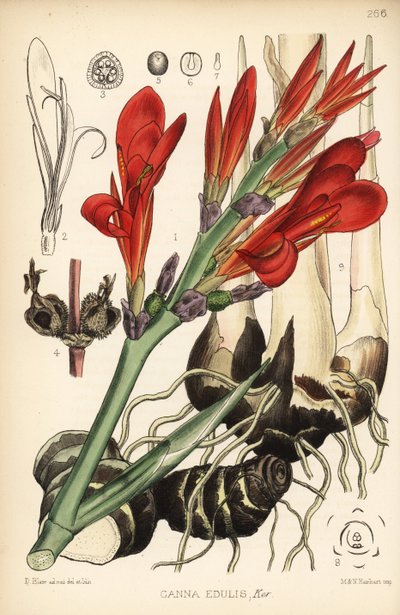 Tiro indiano, achira ou meeru, Canna indica (Canna edulis). Litografia colorida por Hanhart após uma ilustração botânica de David Blair de Robert Bentley e Henry Trimen