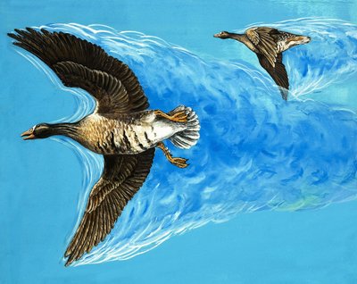 Turbulência causada pelo voo das aves de D. Makele.