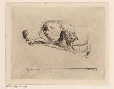 Cabeça de um cão de D. Merrem