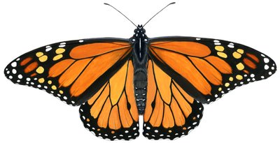 Borboleta monarca (guache) de Damstra Emily