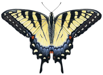 Borboleta rabo de andorinha-tigre (guache) de Damstra Emily
