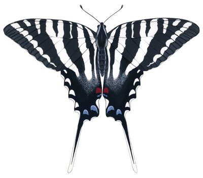 Borboleta Zebra Swallowtail (guache) de Damstra Emily