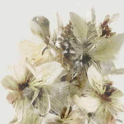Flores da Colina de Dan Hobday