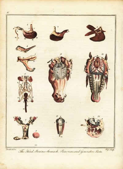 Anatomia de um cavalo. 1792 (gravura) de Daniel (after) Dodd