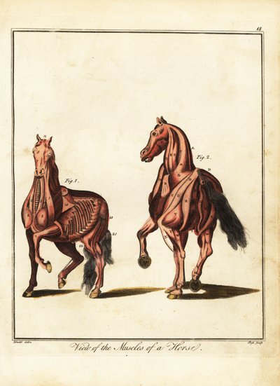 Musculatura de um cavalo. 1792 (gravura) de Daniel (after) Dodd