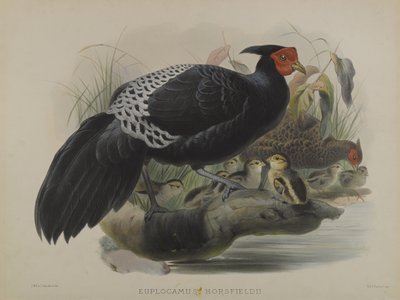 Euplocamus Horsfieldii (cor litho) de Daniel Giraud and Gould John Elliott