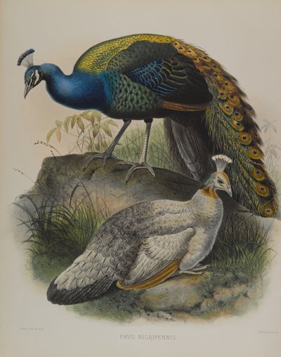 Pavo Nigripennis - Pássaro de Ervilha de Ombro Preto (cor litho) de Daniel Giraud and Gould John Elliott