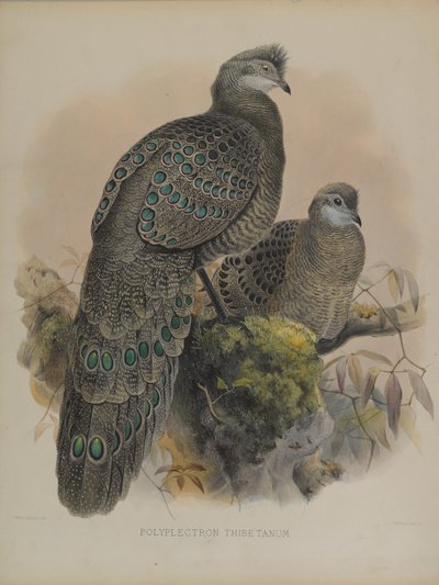 Polyplectron Tibetanum (cor litho) de Daniel Giraud and Gould John Elliott