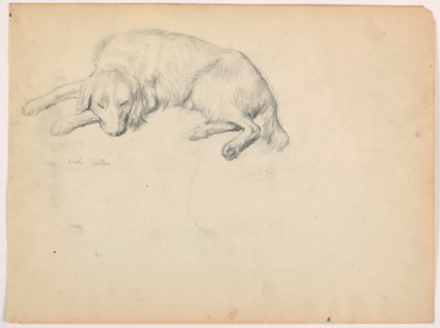 Desenho, Dash (um Setter), ca. 1862 de Daniel Huntington
