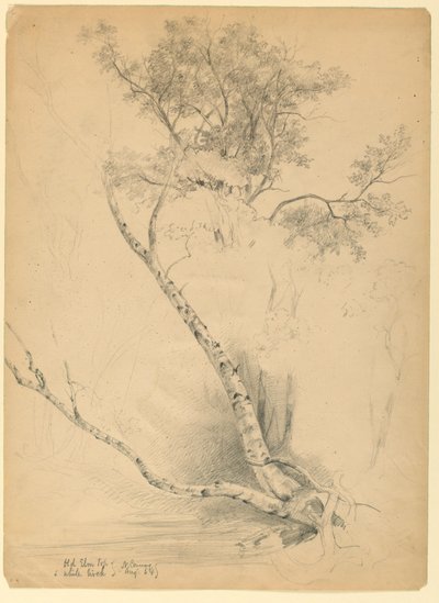 Old Elm Top e White Birch, North Conway, New Hampshire de Daniel Huntington