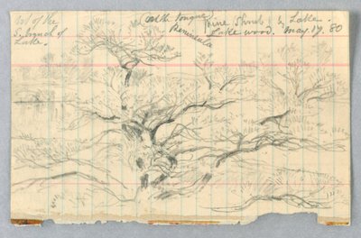 Pine Shrub by Lake, Lakewood de Daniel Huntington