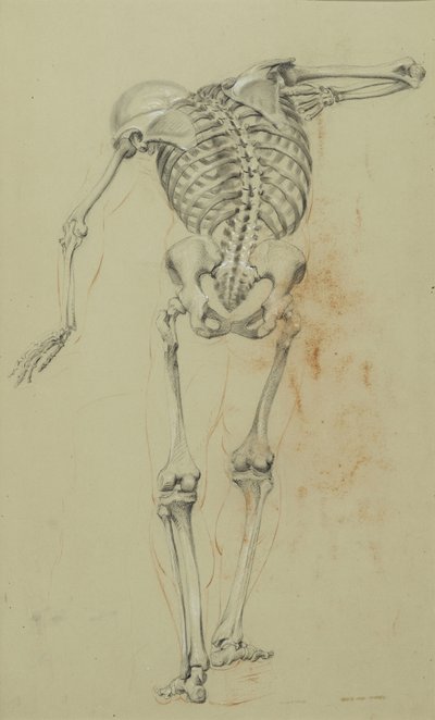 Estudo do Esqueleto, c.1848 (giz e giz de cera sobre papel bronzeado montado sobre papelão) de Daniel Huntington
