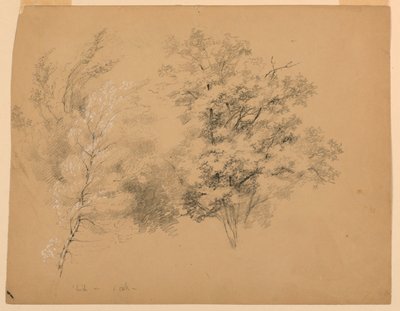 Estudo de árvores, bétulas e carvalhos de Daniel Huntington