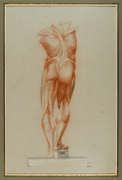 Écorché (Figura Estudo da Musculatura), c.1848 (giz e grafite sobre papel) de Daniel Huntington