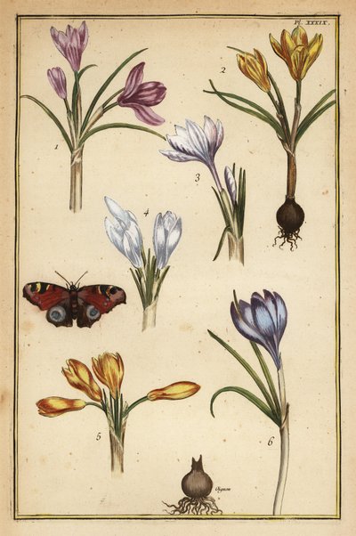 Crocus crocus vernus, Crocus vernus e borboleta pavão europeia, Aglais io de Daniel Rabel