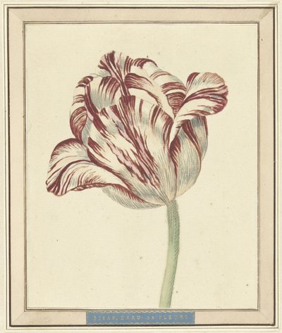 Tulip, chamada Bisar, Cardeal de Fleuri de Daniël Marot (II)