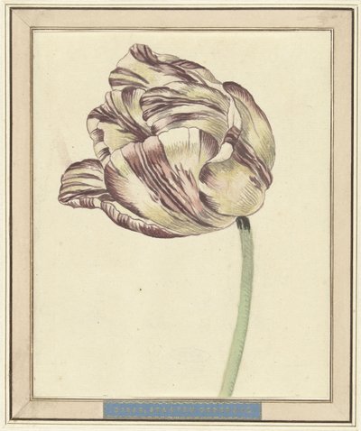 Tulipa, chamada Bisar, Staaten General de Daniël Marot (II)