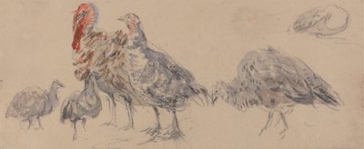 Estudo dos perus de David Cox