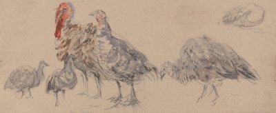 Estudo dos perus de David Cox