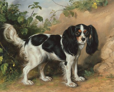 King Charles Spaniel de David Cunliffe
