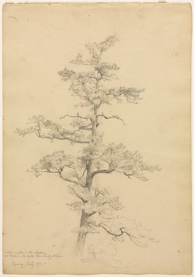 Pine Tree, Conway, New Hampshire, c. 1851 de David Johnson
