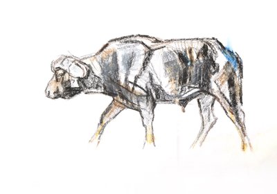 Búfalo africano, 2020 (crayon e aquarela sobre papel) de David Mayer