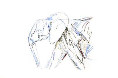 Elefante africano, 2021 (crayon no papel) de David Mayer