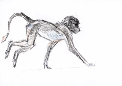 Babuíno, 2020 (crayon no papel) de David Mayer
