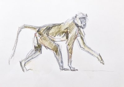 Babuíno, 2020 (aquarela e giz de cera sobre papel) de David Mayer