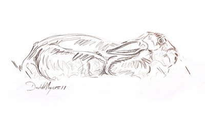 Lebre marrom reclinada, 2012 (contepastel sobre papel) de David Mayer