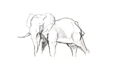 Bull Elephant, 2021 (crayon no papel) de David Mayer