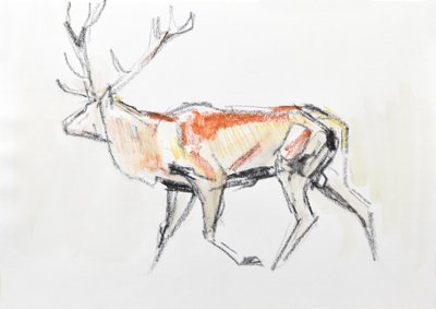 Red Deer Stag, 2020 (aguarela sobre papel) de David Mayer