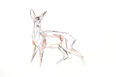 Roe Deer Young, 2021 (lápis de cera em papel) de David Mayer