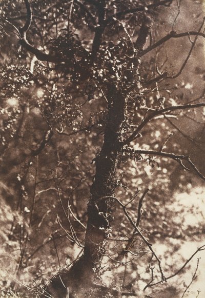 The Fairy Tree em Colinton, 1846. Criadores: David Octavius Hill, Robert Adamson, Hill & Adamson. de Hill and Adamson