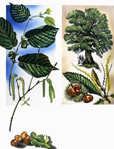 Todos os tipos de frutos secos: avelãs e castanhas de David Pratt