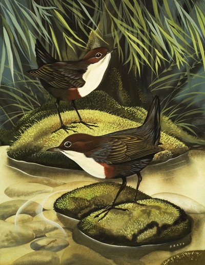 O Dipper, também conhecido como o Ousel de água. de David Pratt