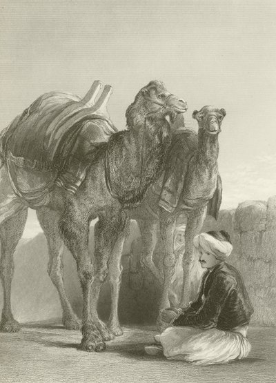 Um grupo de camelos em Smyrna de David Wilkie