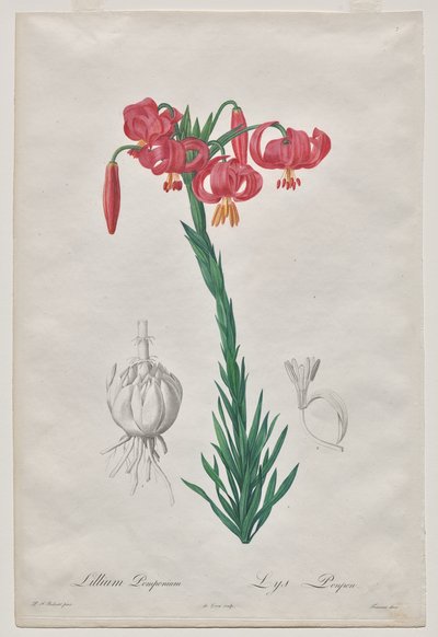 Lillium Pomponium (Turban Lily), placa 7 de Les Liliacées de De Gouy