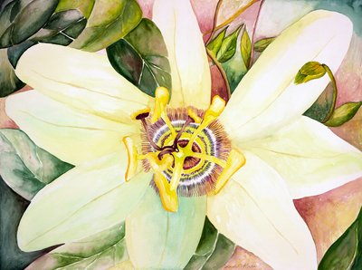 Maracujá, 2007 (aguarela) de Deborah Eve Alastra