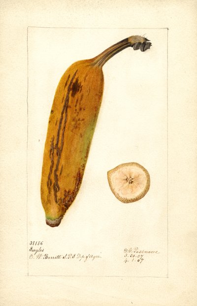 Banana ( Musa: Inglesa) (aguarela) de Deborah Griscom Passmore