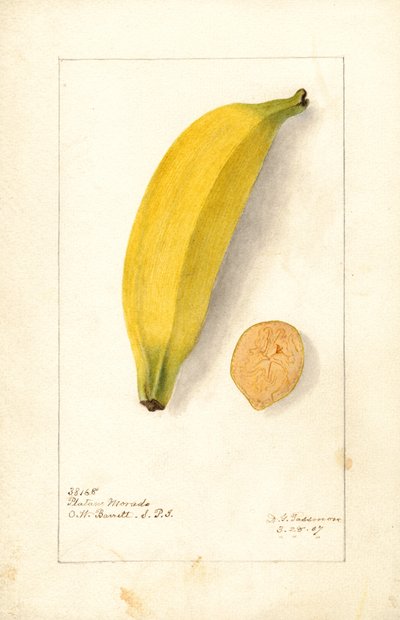 Bananas ( Musa: Banana roxa) (aguarela) de Deborah Griscom Passmore