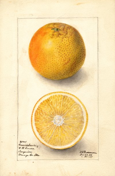 Laranjas de Conners (Citrus sinensis) (aguarela) de Deborah Griscom Passmore