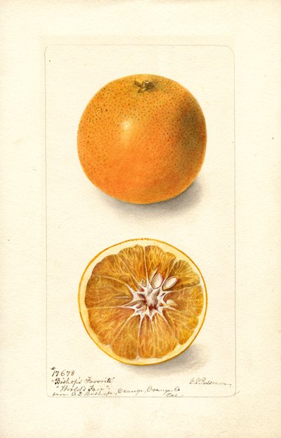 Laranjas (Citrus sinensis: Bishops Favorite) (aguarela) de Deborah Griscom Passmore