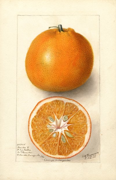 Laranjas (Citrus sinensis: Thornton No. 5) (aguarela) de Deborah Griscom Passmore
