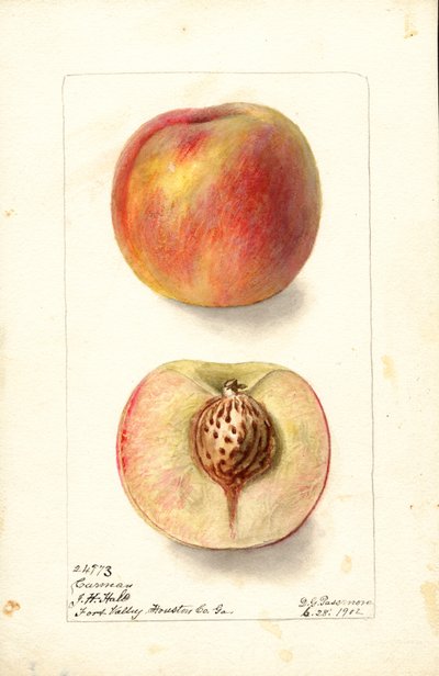 Pêssegos (Prunus persica: Carmen) (aguarela) de Deborah Griscom Passmore